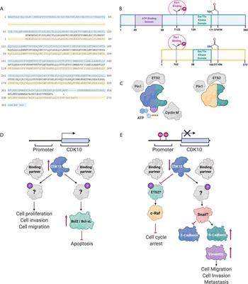 CDK10 in Gastrointestinal Cancers: Dual Roles as a Tumor Suppressor and Oncogene